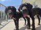 Great Dane Puppies for sale in Boca Raton, FL, USA. price: $1,600