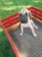 Great Dane Puppies for sale in New Haven, IN 46774, USA. price: $1,475