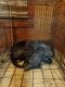 Great Dane Puppies for sale in Sheffield, AL 35660, USA. price: NA
