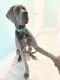 Great Dane Puppies for sale in Rockport, TX 78382, USA. price: $800