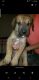 Great Dane Puppies for sale in Huntingdon, TN 38344, USA. price: $850
