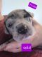 Great Dane Puppies for sale in Clare, MI 48617, USA. price: NA