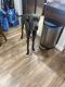 Great Dane Puppies for sale in Las Vegas, NV, USA. price: $600