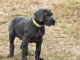 Great Dane Puppies for sale in Houston, TX, USA. price: $850