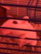 Great Gerbil Rodents for sale in Magnolia, NJ 08049, USA. price: NA