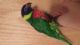 Great Green Macaw Birds for sale in Murrieta, CA, USA. price: NA