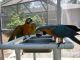 Great Green Macaw Birds for sale in Arlington, TX, USA. price: NA