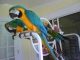 Great Green Macaw Birds for sale in Corona, CA, USA. price: NA