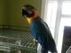 Great Green Macaw Birds for sale in Agoura Hills, CA, USA. price: NA
