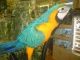 Great Green Macaw Birds for sale in El Cajon, CA, USA. price: NA
