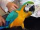 Great Green Macaw Birds for sale in Irvine, CA, USA. price: NA
