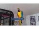 Great Green Macaw Birds for sale in Captain Cook, HI, USA. price: NA