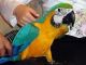 Great Green Macaw Birds for sale in Atlanta, TX, USA. price: NA