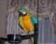 Great Green Macaw Birds for sale in Las Cruces, NM, USA. price: NA