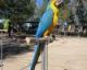 Great Green Macaw Birds for sale in Virginia Beach, VA, USA. price: NA