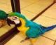 Great Green Macaw Birds for sale in Oceanside, CA, USA. price: NA