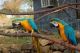 Great Green Macaw Birds for sale in Arvada, CO, USA. price: NA