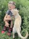 Great Pyrenees Puppies for sale in Fremont County, CO, USA. price: NA