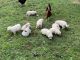 Great Pyrenees Puppies for sale in Gold Hill, NC 28071, USA. price: NA