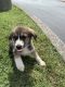 Great Pyrenees Puppies for sale in Knoxville, TN, USA. price: NA