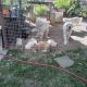 Great Pyrenees Puppies for sale in Belen, NM 87002, USA. price: $350