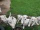 Great Pyrenees Puppies for sale in Chelsea, OK 74016, USA. price: $75