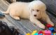 Great Pyrenees Puppies for sale in Aventura, FL 33180, USA. price: NA