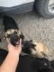 Great Pyrenees Puppies for sale in Corsicana, TX, USA. price: NA