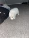 Great Pyrenees Puppies for sale in Dallas, TX, USA. price: NA