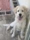 Great Pyrenees Puppies for sale in Dallas, TX, USA. price: $400