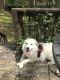 Great Pyrenees Puppies for sale in Apex, NC, USA. price: $680