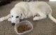 Great Pyrenees Puppies for sale in Dayton, OH, USA. price: NA