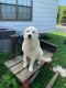 Great Pyrenees Puppies for sale in 15 Neighborhood Rd, Ringgold, GA 30736, USA. price: NA