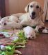 Great Pyrenees Puppies for sale in Wills Point, TX 75169, USA. price: $300