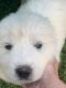 Great Pyrenees Puppies for sale in Bickmore, WV 25019, USA. price: $350