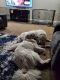 Great Pyrenees Puppies for sale in Salem, OR, USA. price: $150