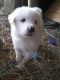 Great Pyrenees Puppies for sale in Springville, IA 52336, USA. price: $300