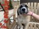 Great Pyrenees Puppies for sale in Siloam Springs, AR 72761, USA. price: $250