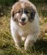 Great Pyrenees Puppies for sale in St Cloud, MN, USA. price: NA