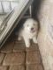 Great Pyrenees Puppies for sale in York, SC 29745, USA. price: $500