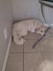 Great Pyrenees Puppies for sale in Decatur, GA 30034, USA. price: NA