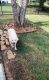 Great Pyrenees Puppies for sale in McDonough, GA, USA. price: NA