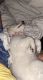Great Pyrenees Puppies for sale in Nashville, TN 37217, USA. price: $300