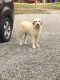 Great Pyrenees Puppies for sale in Wilson County, TN, USA. price: NA