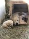 Great Pyrenees Puppies for sale in Eastern Oregon, OR, USA. price: $400