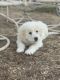Great Pyrenees Puppies for sale in Fort Collins, CO, USA. price: NA