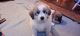 Great Pyrenees Puppies for sale in West Branch, MI 48661, USA. price: NA