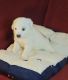 Great Pyrenees Puppies for sale in Battle Creek, MI 49017, USA. price: NA