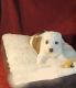Great Pyrenees Puppies for sale in Battle Creek, MI 49017, USA. price: $200