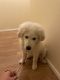 Great Pyrenees Puppies for sale in Staten Island, NY, USA. price: NA